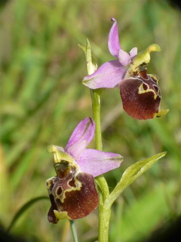 Ophrys dinarica / Ofride dinarica